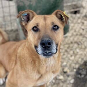 BELLIE (♀) - Vermittlung nur nach AT möglich