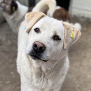 GELATO (♂) - seit 2020 im Shelter