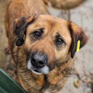 MARILLION (♂) - seit mind. 2023 im Shelter