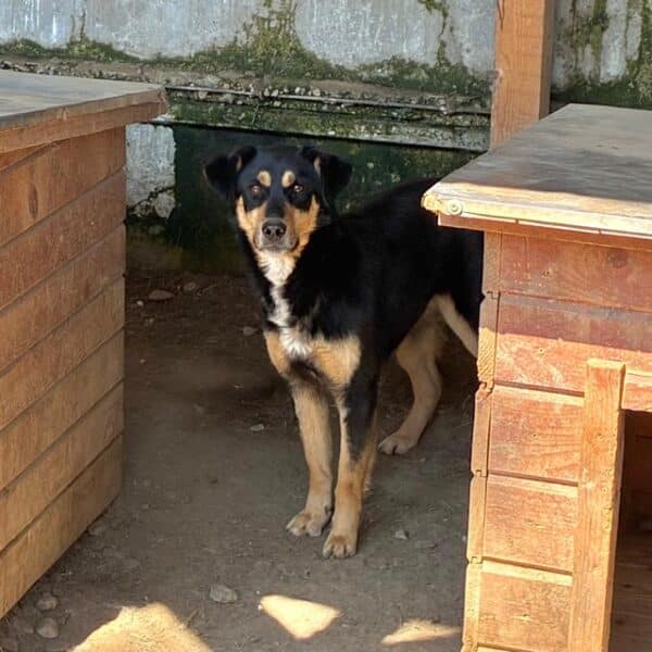 MAIDA (♀) – Bild 6