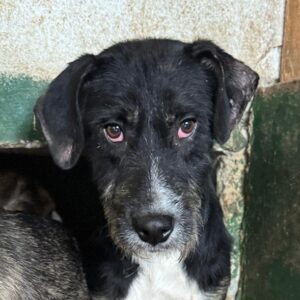 LENO (♂) - Hautprobleme, zu dünn,  sollte zeitnah reisen!