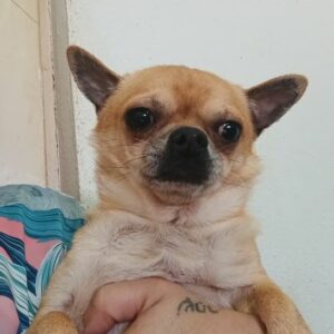 NIBBS(♂) - reserviert Tierhilfe Lebenswert DR - vermittelt