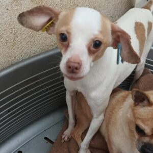 BAALU (♂) - reserviert für Tierhilfe Lebenswert - vermittelt