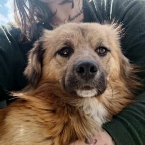 SZIMBA (♂) - reserviert Tierhilfe Lebenswert DR - vermittelt