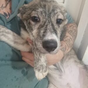 VEIT (♂) - reserviert Tierhilfe Lebenswert DR - vermittelt