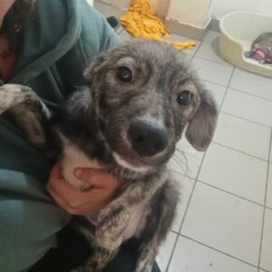 CASSIE (♀) - ausgereist zur Tierhilfe Lebenswert