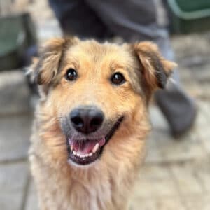 LACKY (♀) - ausgereist zum TST Rösrath