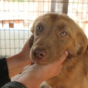 MÄDDY (♀) - ausgereist zum TST Rösrath