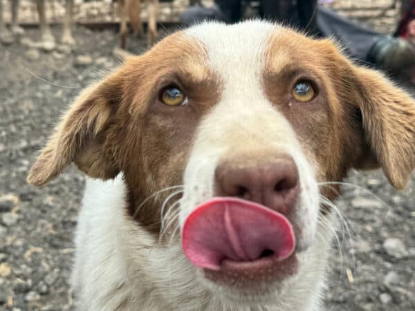 ARGI (♀) - ausgereist zu Tiere in Not Odenwald e.V. – Bild 9