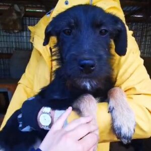 BELLISSIMA (♀) - wird unsicher, sollte zeitnah ausreisen Interessenten Nadine (29/06)