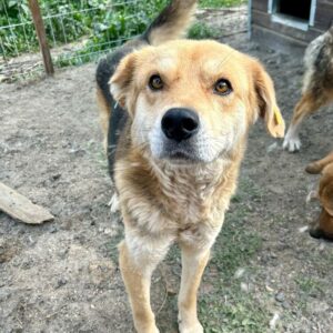 GIANNI (♂) - RBB 02/2025