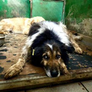 ROCCO (♂) - Handicap: eine Hinterpfote fehlt - ausgereist zum Eulenhof