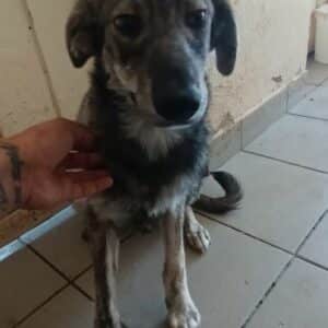 JOJOH (♂) - ausgereist zur Tierhilfe Lebenswert