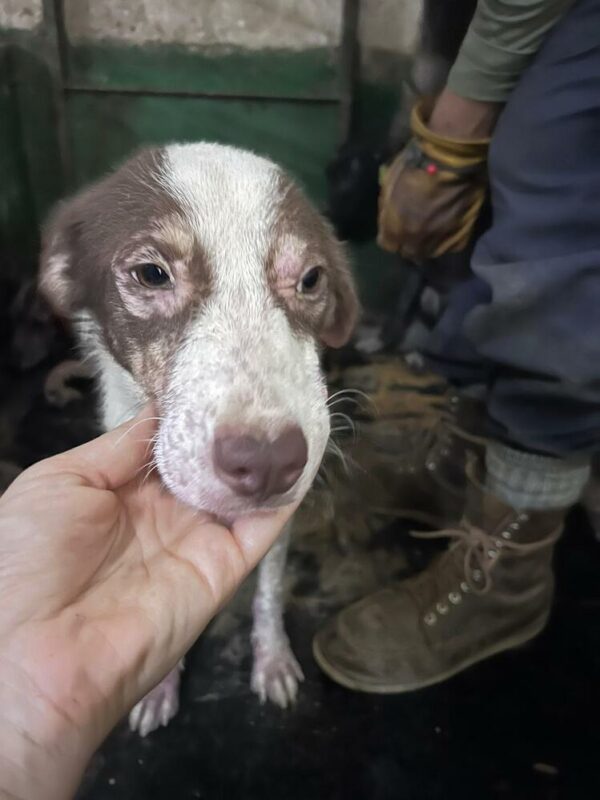 ARGI (♀) - ausgereist zu Tiere in Not Odenwald e.V. – Bild 3