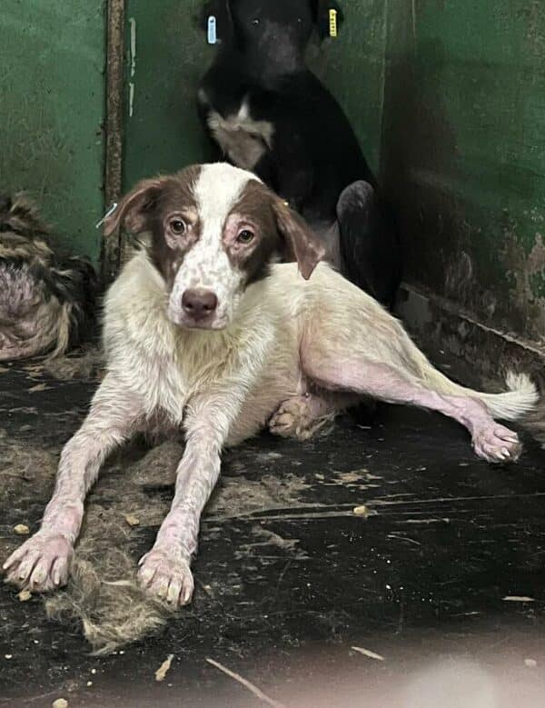 ARGI (♀) - ausgereist zu Tiere in Not Odenwald e.V. – Bild 2