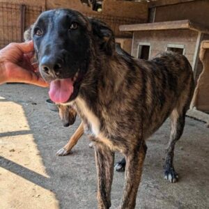 CAELINN (♀) - ausgereist zum TH Tuttlingen