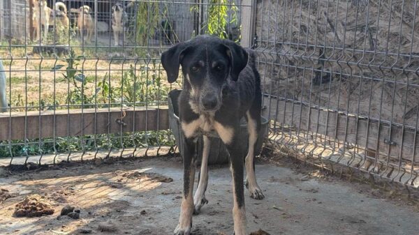 KATIE (♀) - Notfall - extrem dünn - Mobbingopfer - dringend Platz gesucht - vermittelt 25.10.24