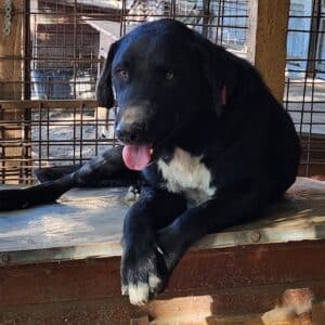 EDGAR (♂) - in Rumänien vermittelt 03/25