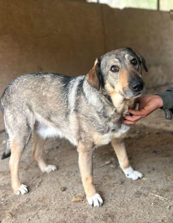 ALFIA (♀) – Bild 2