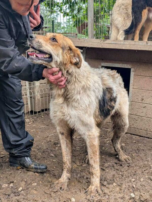 DARVIN (♂) - läuft hinten unrund, evtl. Hinterhandprobleme – Bild 2