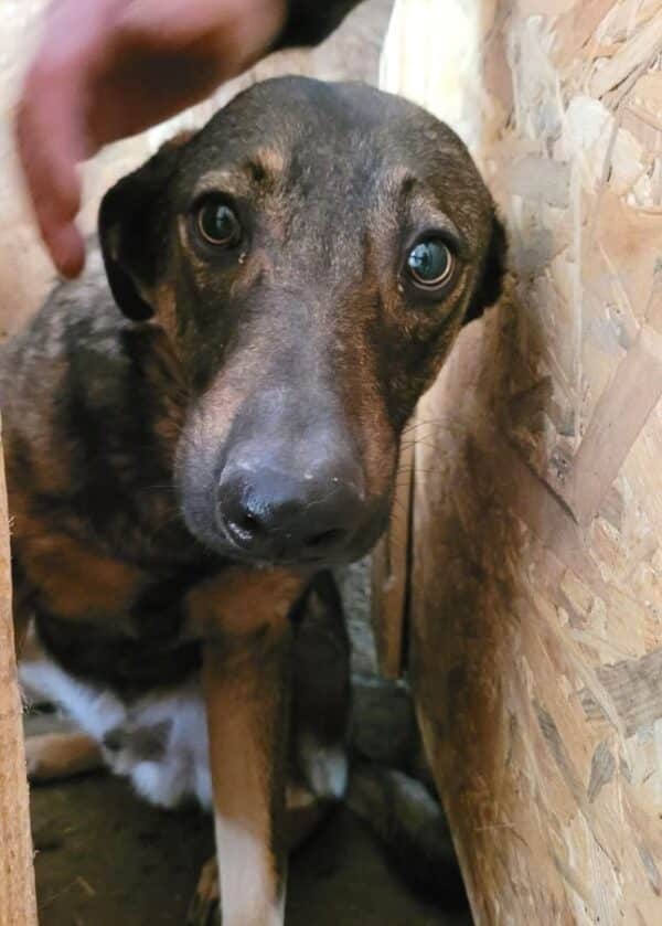 ANGUS (♂) – Bild 2