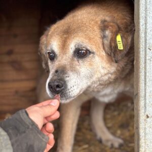 MAJARA (♀) - NOTFALL - überforderte Seniorin