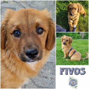 FIVOS (♂) in 16515 Oranienburg  - vermittelt