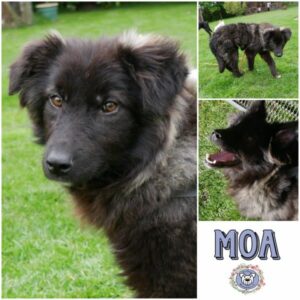 MOA (♀) in 21493 Möhnsen - vermittelt