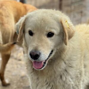 GOMEZ (♂) - seit mind. 2023 im Shelter