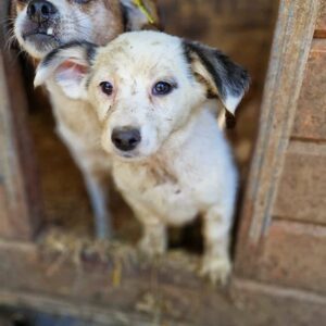 MERLA (♀) - auf PDR PS im PLZ Bezirk 21  - vermittelt