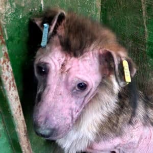 Mümmel (♂) - reserviert für PDR Gnadenplatzstelle - vermittelt