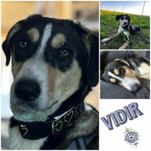 Vidir (♂) in 16909 Heiligengrabe  - vermittelt