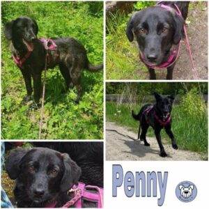 Penny (♀) in 82223 Eichenau - vermittelt