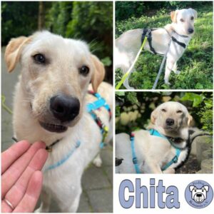 Chita (♀) in 50858 Köln - vermittelt