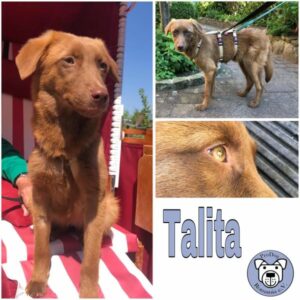 Talita (♀) in 24229 Strande - vermittelt