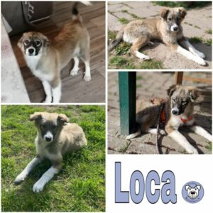 Loca (♀) in 18569 Neuenkirchen - vermittelt