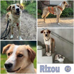 Rizou (♂) in 42799 Leichlingen - vermittelt