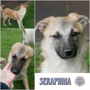 SERAPHINA (♀) in 21493 Möhnsen- vermittelt