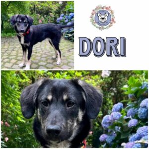 DORI (♀) in 46537 Dinslaken -  - vermittelt