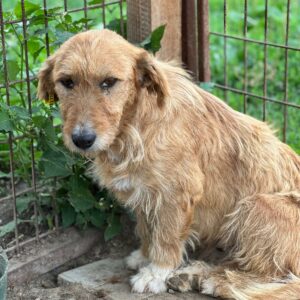 MIYU (♀) - vermittelt NH