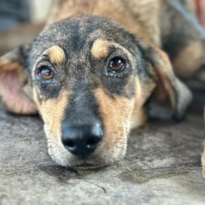 JAIK (♂) - ausgereist zu Tiere brauchen Freunde