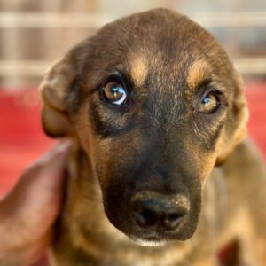 PAN TAU (♂)-  auf PS im PLZ Bereich 56 - vermittelt