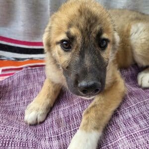 HUMPHREY (♂) - vermittelt MD