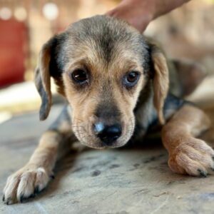 MOTTI (♀)-  auf  PS im PLZ Bereich 47 - vermittelt