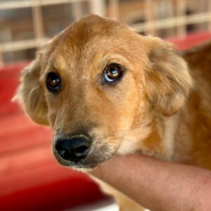 NARANJA (♀) - ausgereist zum TH Filderstadt