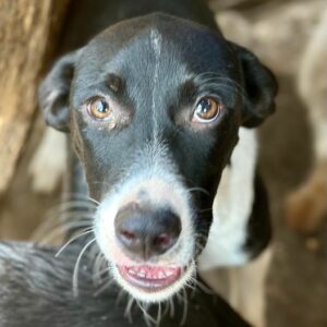 TAMMIE (♀) - vermittelt JW