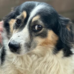 DANUTA (♀) - auf PDR PS im PLZ Bezirk 21 - vermittelt