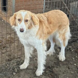 RAISSA (♀) - ausgereist zum TH Iserlohn (AL)