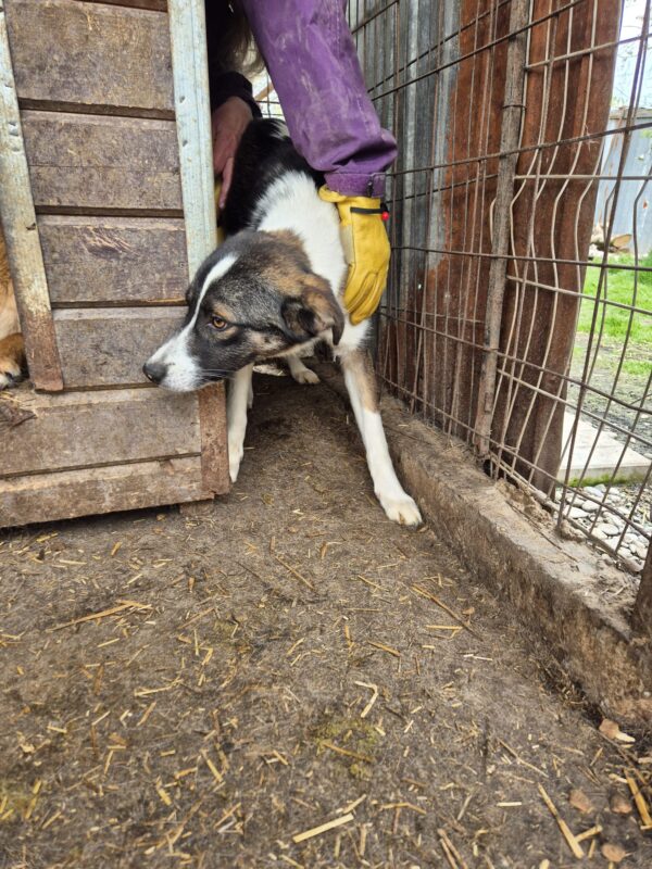 KARLO (♂) – Bild 2