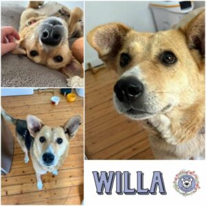 Willa (♀) in 97922 Lauda-Königshofen - vermittelt